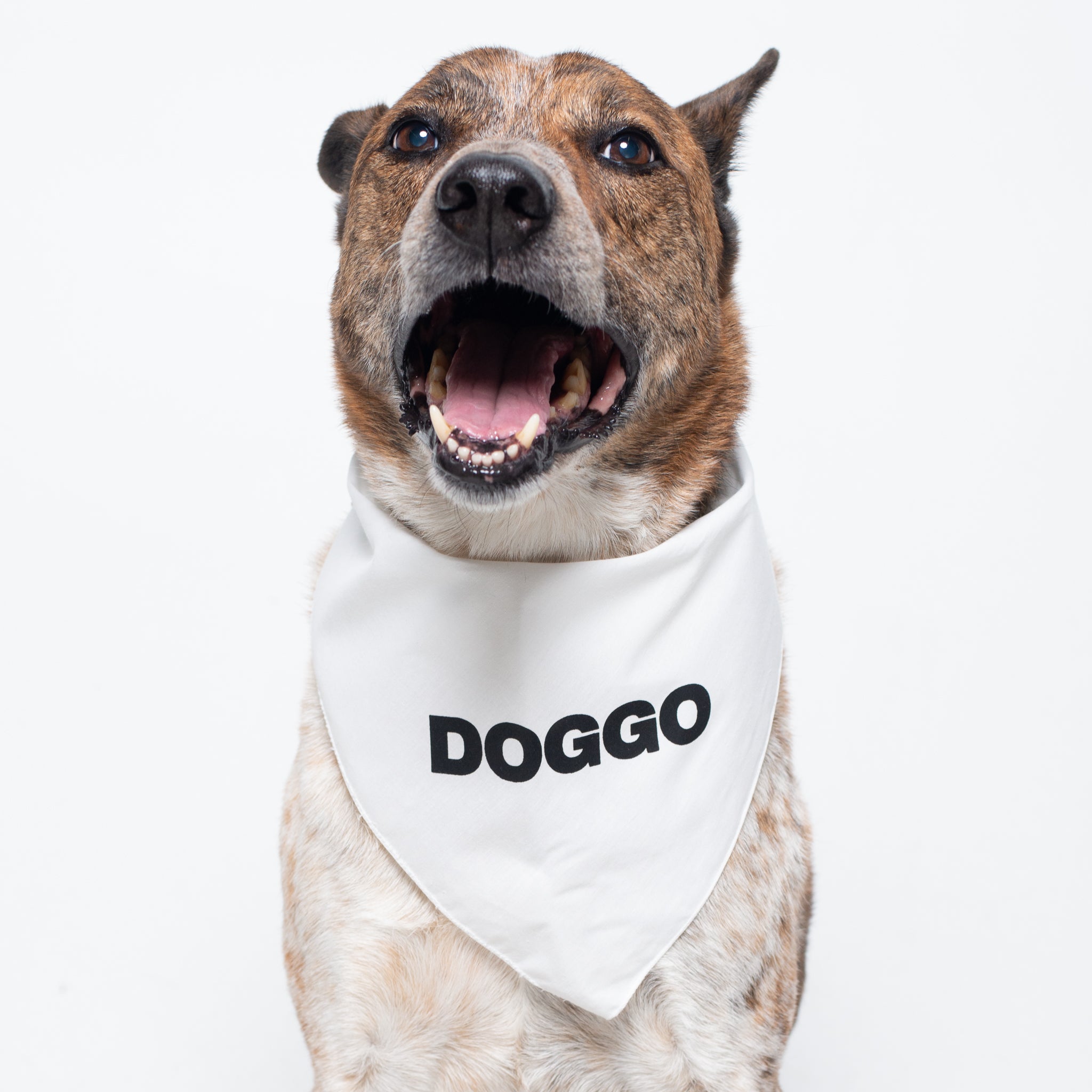 doggo-1.jpg